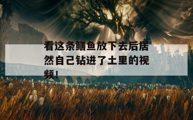 看这条鳝鱼放下去后居然自己钻进了土里的视频！